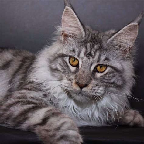 maine coon kittens for sale in louisiana